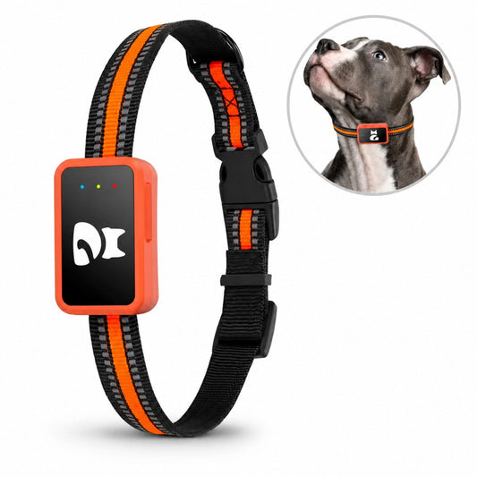 4G GPS-spårare för Hund & Katt – Realtidsspårning med Mobilapp